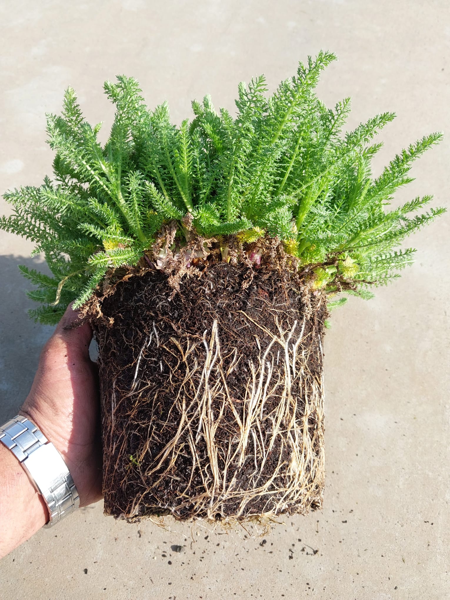 Es werden Kräuterpflanzen gezeigt.